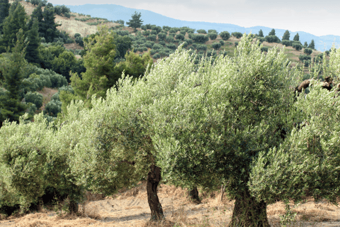 Excursión Privada a las Joyas Ocultas de Halkidiki