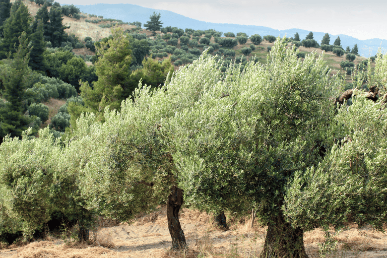 Visite privée des joyaux cachés de la Chalcidique