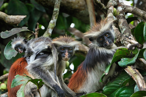 Isla de Mnemba, Isla de Pongwe, Excursión a la Selva de Jozani, La Roca