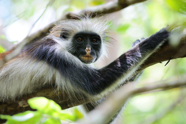 Isla de Mnemba, Isla de Pongwe, Excursión a la Selva de Jozani, La Roca