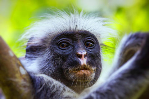 Isla de Mnemba, Isla de Pongwe, Excursión a la Selva de Jozani, La Roca