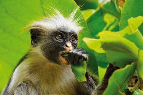 Isla de Mnemba, Isla de Pongwe, Excursión a la Selva de Jozani, La Roca