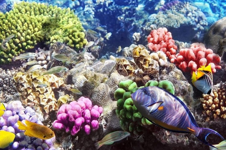 Île de Mnemba, île de Pongwe, visite de la forêt de Jozani, The Rock