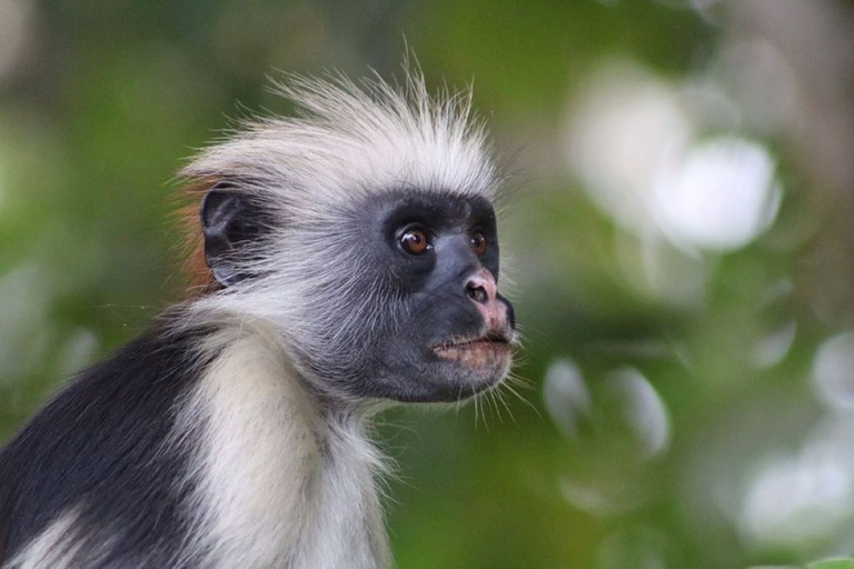 Mnemba Island, Pongwe Island, Jozani Forest Tour, The Rock