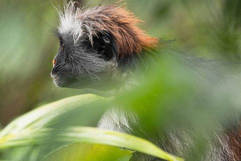 Mnemba Island, Pongwe Island, Jozani Forest Tour, The Rock