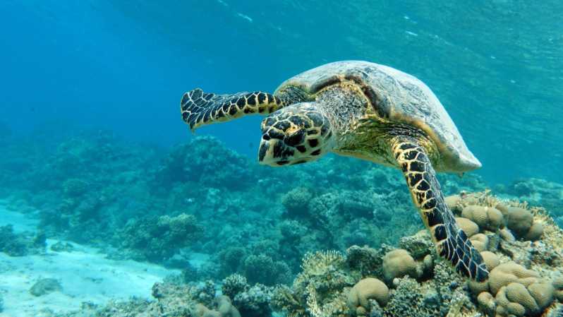 Marsa Alam: Snorkeling With Sea Turtle Cruise Tour & Lunch