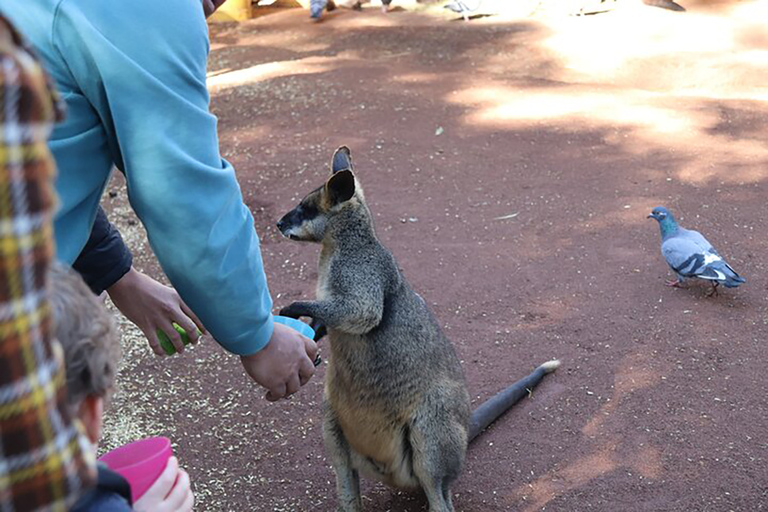 Blue Mountains: Private Tour with Wildlife and River Cruise