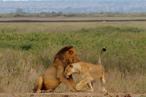 7 jours Grand safari au Kenya Masai Mara Nakuru Amboseli Tsavo