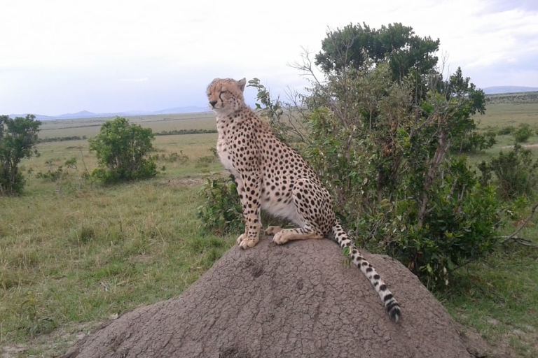 7 jours Grand safari au Kenya Masai Mara Nakuru Amboseli Tsavo