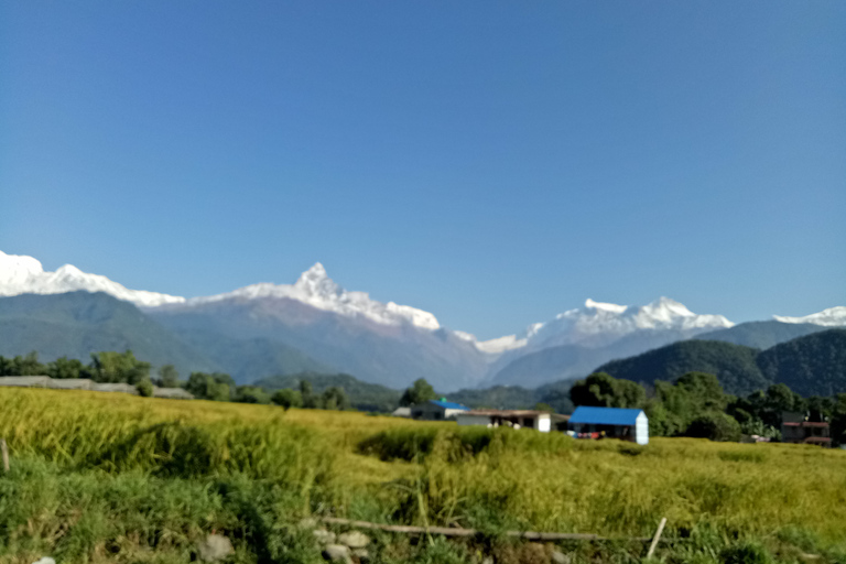 1 N 2 Dagar lätt Dhampus, australiensisk lägervandring från Pokhara