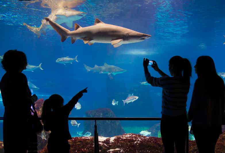 Aquarium de Barcelona ticket de acceso sin colas GetYourGuide