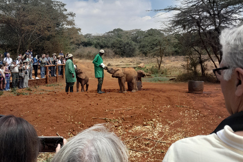 Excursion d'une journée au Centre des girafes et au Sanctuaire des éléphants de NairobiExcursion d'une journée au centre des girafes et au sanctuaire des éléphants.