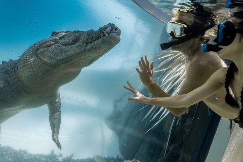 Vie sauvage, gorges de Mossman + nage avec les crocodiles d'eau salée7A - Vie sauvage, gorges de Mossman + baignade avec les crocodiles