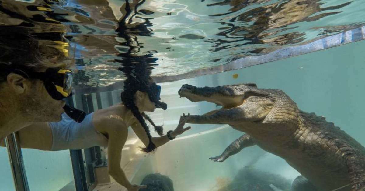 Vie Sauvage Gorges De Mossman Nage Avec Les Crocodiles D Eau Sal E