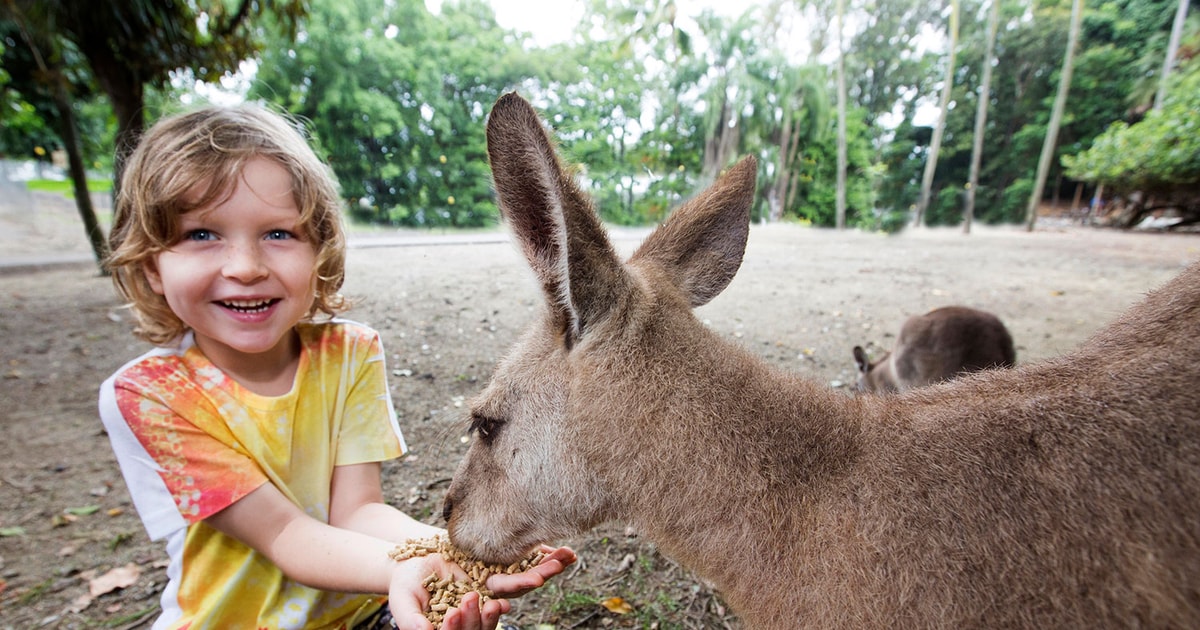 Cairns Daintree Rainforest Mosman Gorge Und Aborigine Tour GetYourGuide