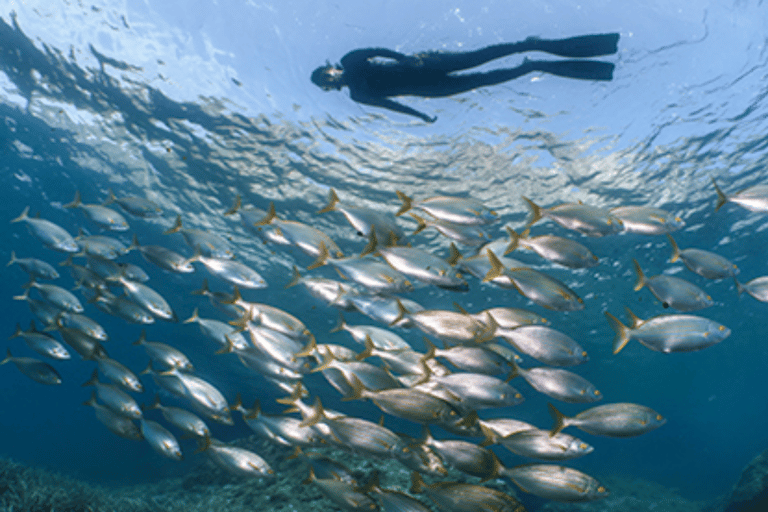 Puerto del Carmen: Snokel tour with an instructor