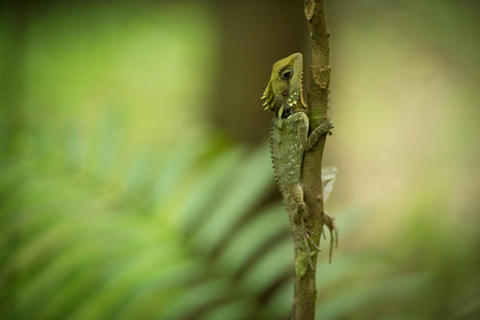 Mossman: Viaggio nella foresta pluviale di Daintree con crociera con i coccodrilli