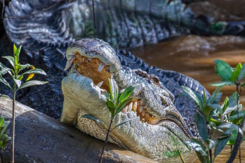 Mossman: Viaggio nella foresta pluviale di Daintree con crociera con i coccodrilli