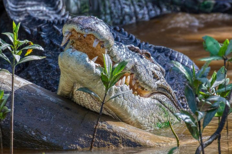 Mossman: Viaggio nella foresta pluviale di Daintree con crociera con i coccodrilli