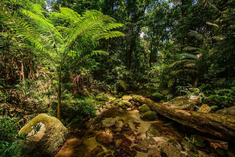 Mossman: Viaggio nella foresta pluviale di Daintree con crociera con i coccodrilli