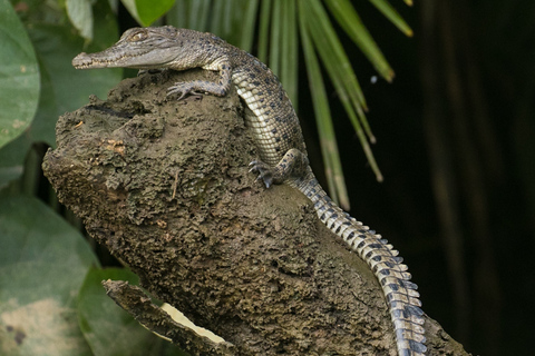 Mossman: Viaggio nella foresta pluviale di Daintree con crociera con i coccodrilli