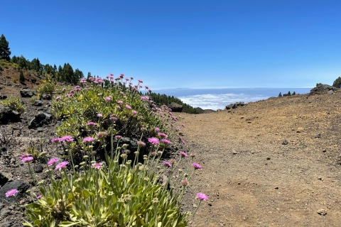 La Palma: Guided trekking tour to volcanoes south Pickup in Santa Cruz de la Palma