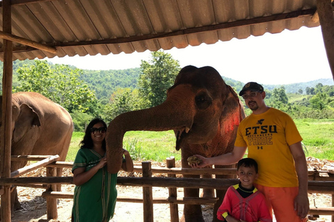 Chiang Mai : Nourrir les éléphants, nourrir les éléphants à la mainExpérience de nourrissage au sanctuaire des éléphants Chiang Mai