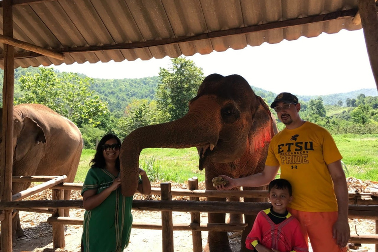 Chiang Mai : Nourrir les éléphants, nourrir les éléphants à la mainExpérience de nourrissage au sanctuaire des éléphants Chiang Mai