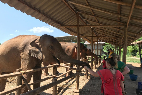 Chiang Mai : Nourrir les éléphants, nourrir les éléphants à la mainExpérience de nourrissage au sanctuaire des éléphants Chiang Mai