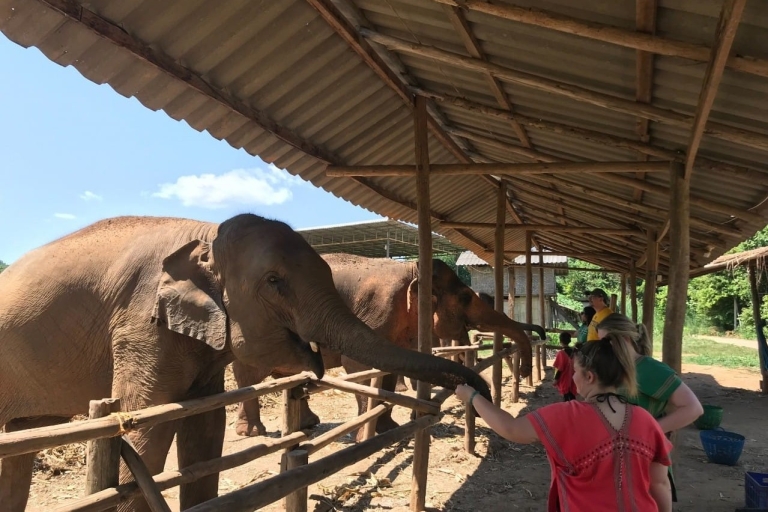 Chiang Mai: Elephant Feeding Experience, Hand Feed Elephants Elephant Sanctuary Feeding Experience Chiang Mai