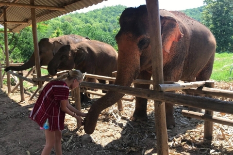 Chiang Mai: Elephant Feeding Experience, Hand Feed Elephants Elephant Sanctuary Feeding Experience Chiang Mai