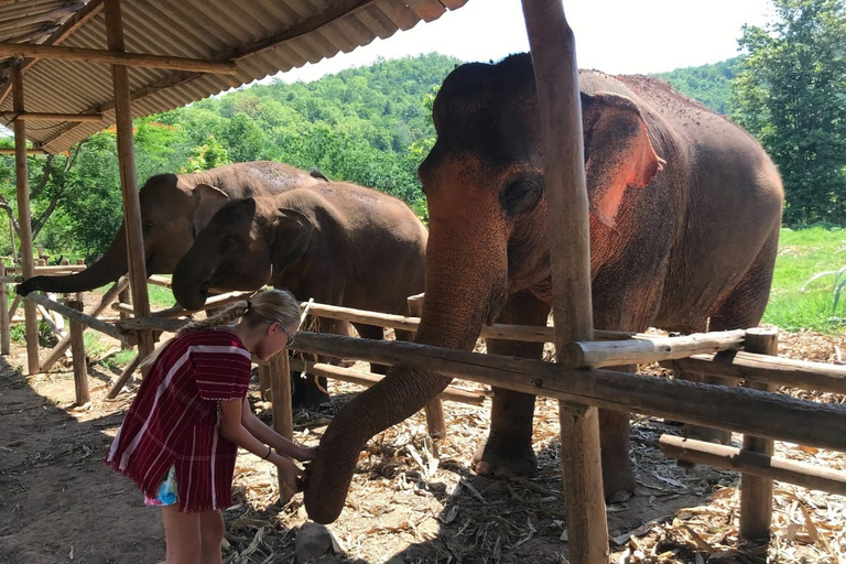 Chiang Mai : Nourrir les éléphants, nourrir les éléphants à la mainExpérience de nourrissage au sanctuaire des éléphants Chiang Mai