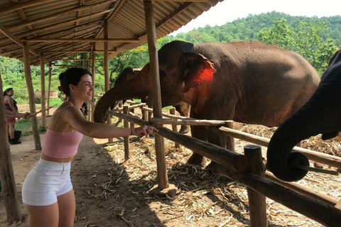 Chiang Mai : Nourrir les éléphants, nourrir les éléphants à la mainExpérience de nourrissage au sanctuaire des éléphants Chiang Mai