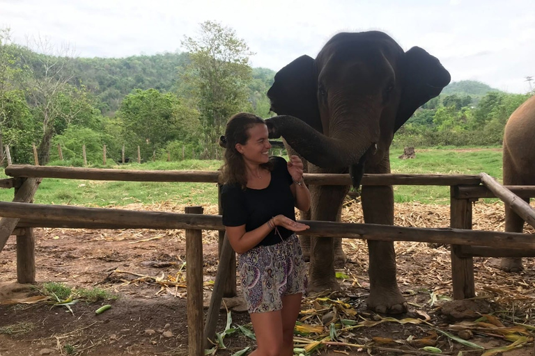 Chiang Mai: Elephant Feeding Experience, Hand Feed Elephants Elephant Sanctuary Feeding Experience Chiang Mai