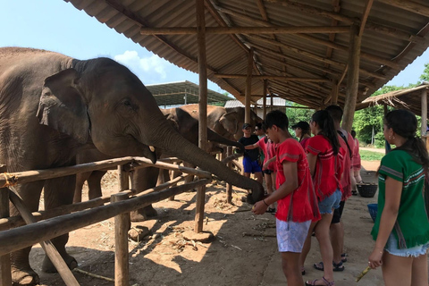 Chiang Mai : Nourrir les éléphants, nourrir les éléphants à la mainExpérience de nourrissage au sanctuaire des éléphants Chiang Mai