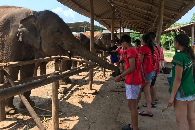 Chiang Mai: Elephant Feeding Experience, Hand Feed Elephants Elephant Sanctuary Feeding Experience Chiang Mai