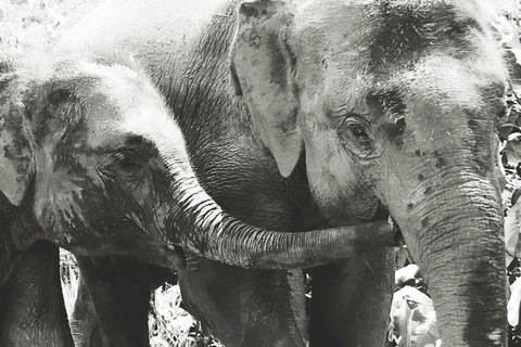 Chiang Mai: Elephant Feeding Experience, Hand Feed Elephants Elephant Sanctuary Feeding Experience Chiang Mai