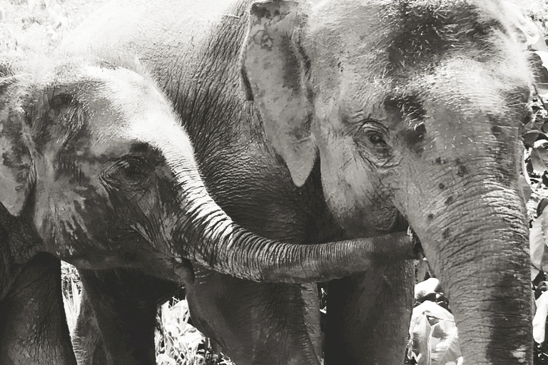 Chiang Mai : Nourrir les éléphants, nourrir les éléphants à la mainExpérience de nourrissage au sanctuaire des éléphants Chiang Mai