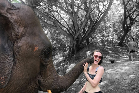 Chiang Mai : Nourrir les éléphants, nourrir les éléphants à la mainExpérience de nourrissage au sanctuaire des éléphants Chiang Mai