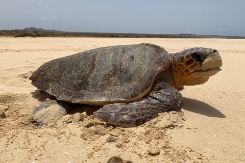 Van Boa Vista: schildpadden kijken, nestelen - avondtourGedeelde rondleiding