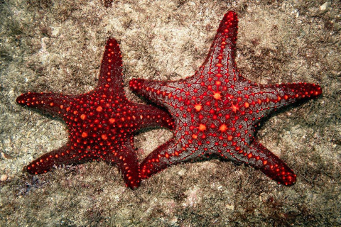 Mnemba Island, Starfish Adventure, The Rock, Kuza Cave Tour