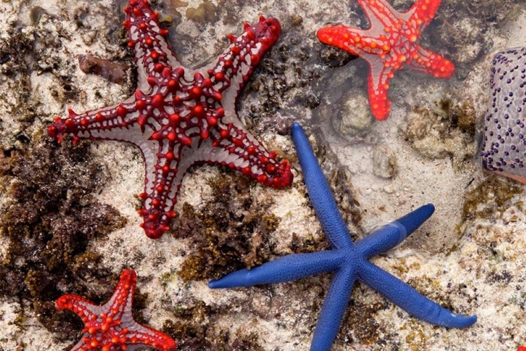 Mnemba-eiland, Starfish Adventure, The Rock, Kuza Cave Tour