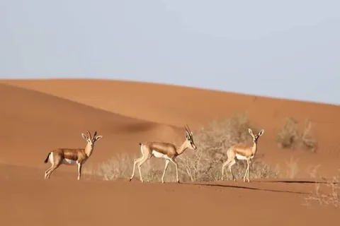 Agadir: Visita al Parque Nacional y al Desierto del Sáhara, con almuerzo incluido