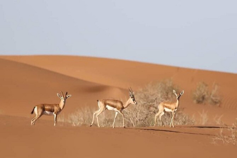 Agadir: Visita del parco nazionale e del deserto del Sahara con pranzo inclusoDa Agadir: Parco Nazionale della fauna selvatica, deserto del Sahara e pranzo