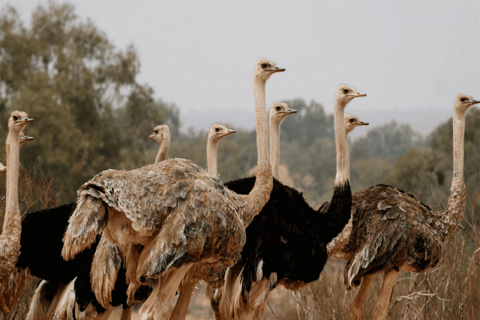 Parque Nacional de la Fauna Salvaje y Desierto del Sáhara, incluido el almuerzo