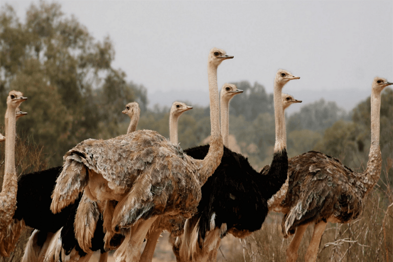 Agadir: Visita del parco nazionale e del deserto del Sahara con pranzo inclusoDa Agadir: Parco Nazionale della fauna selvatica, deserto del Sahara e pranzo