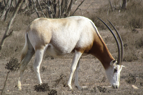 Agadir: Visita del parco nazionale e del deserto del Sahara con pranzo inclusoDa Agadir: Parco Nazionale della fauna selvatica, deserto del Sahara e pranzo