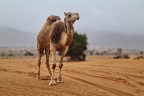 Parque Nacional de la Fauna Salvaje y Desierto del Sáhara, incluido el almuerzo