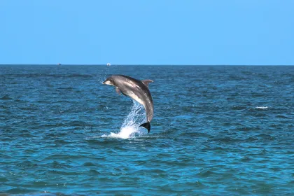 Golfo Aranci: Kajaktour mit Delfinbeobachtung & Aperitif
