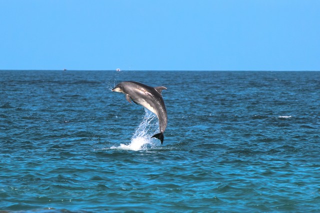Visit Golfo Aranci Dolphin Watching Kayaking Tour with Aperitif in north sardinia